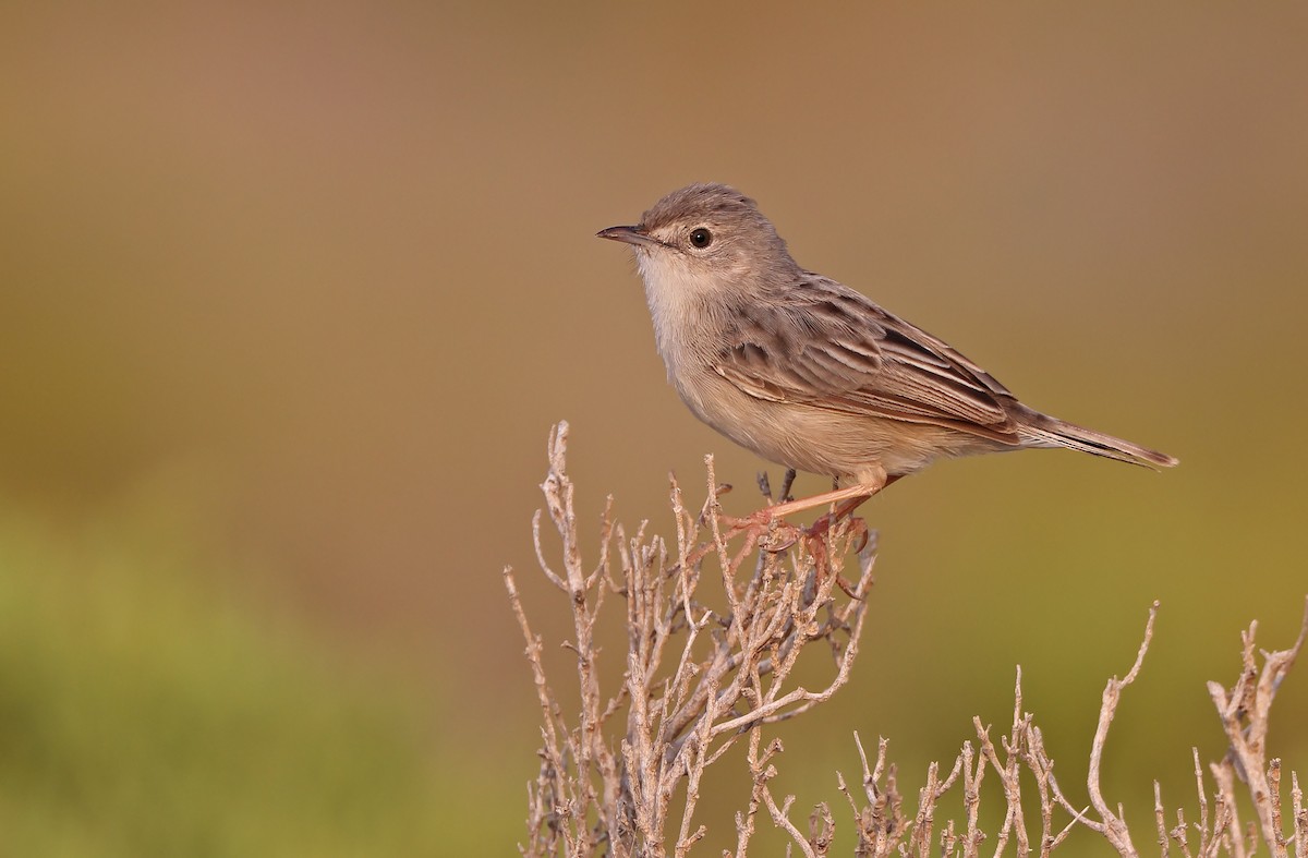 Socotra Cisticola - ML432489751