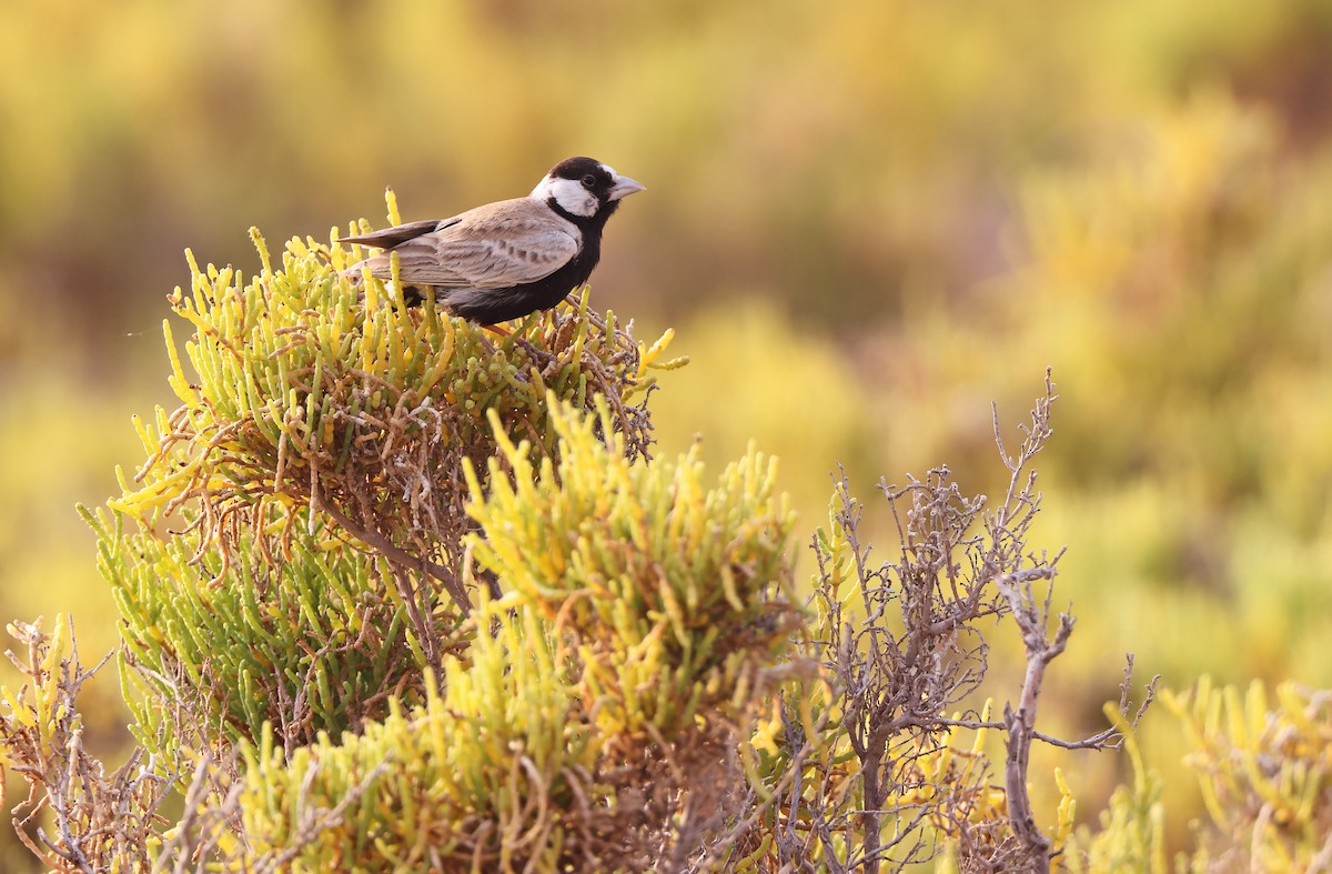 Black-crowned Sparrow-Lark - ML432490181