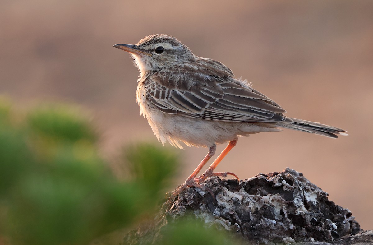 Long-billed Pipit - ML432490851