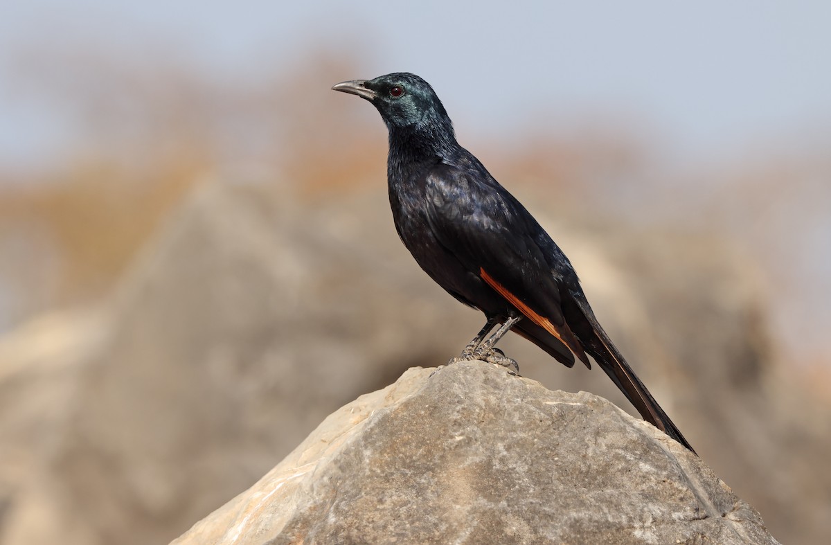 Socotra Starling - ML432491061