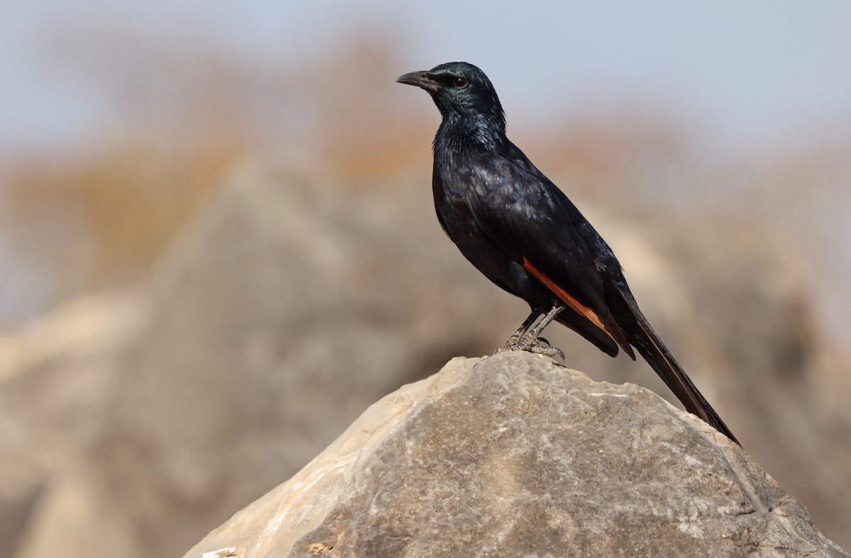 Socotra Starling - ML432491081