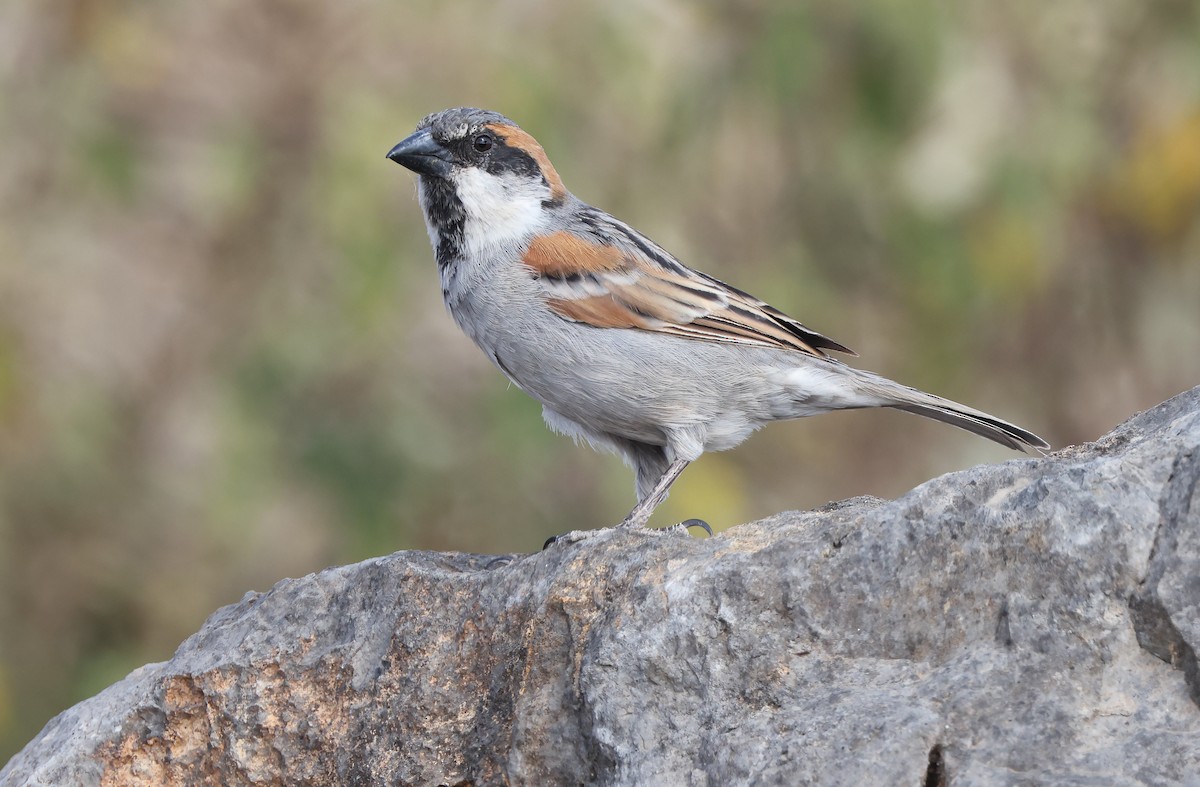 Moineau de Socotra - ML432491241