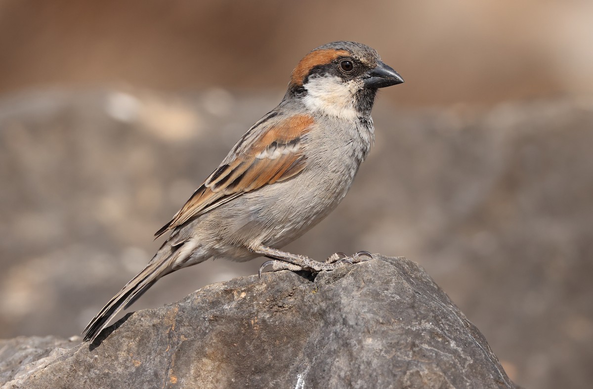 Moineau de Socotra - ML432491281