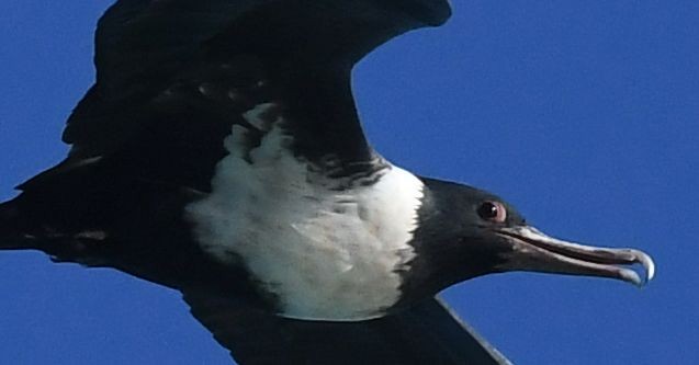 Lesser Frigatebird - ML432492271