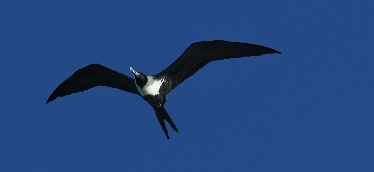 Lesser Frigatebird - ML432492281