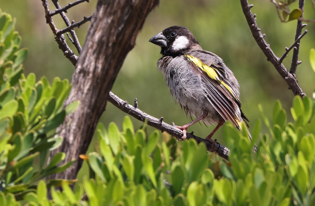 Socotra Grosbeak - Robert Hutchinson