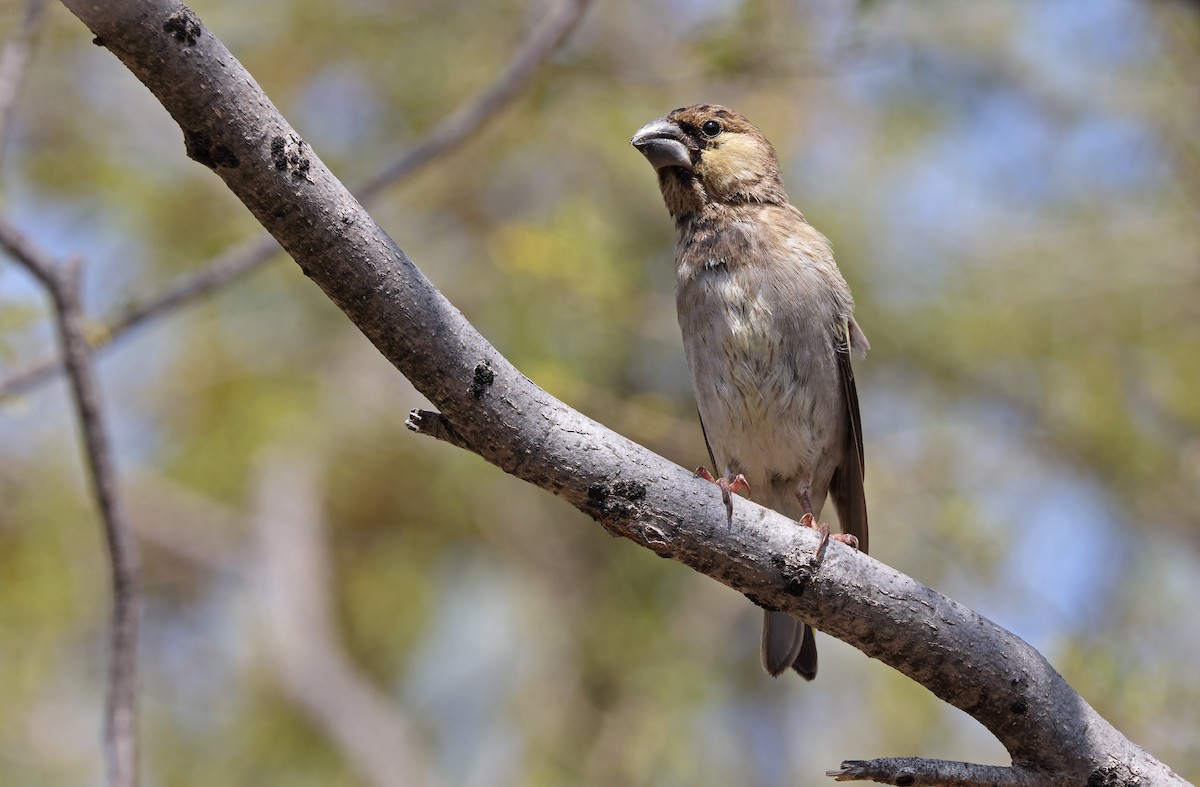 Socotra Grosbeak - Robert Hutchinson