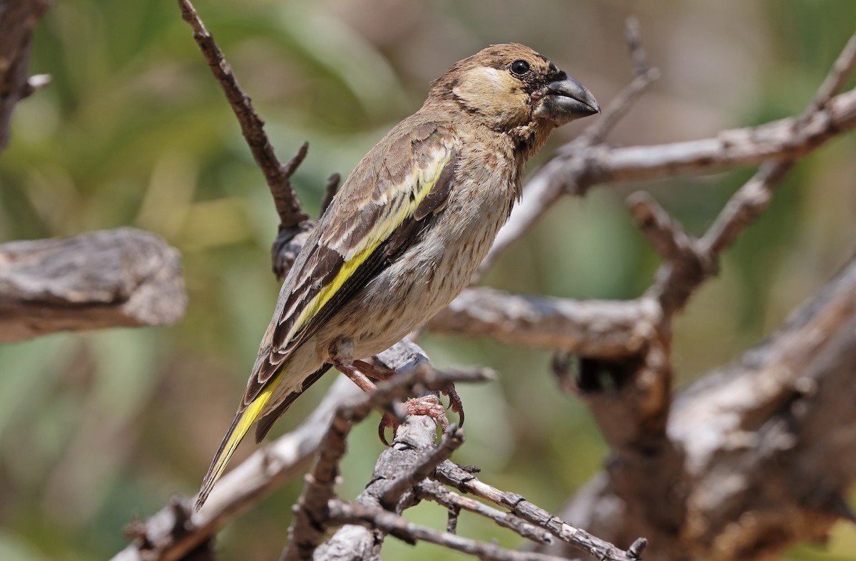 Socotra Grosbeak - Robert Hutchinson