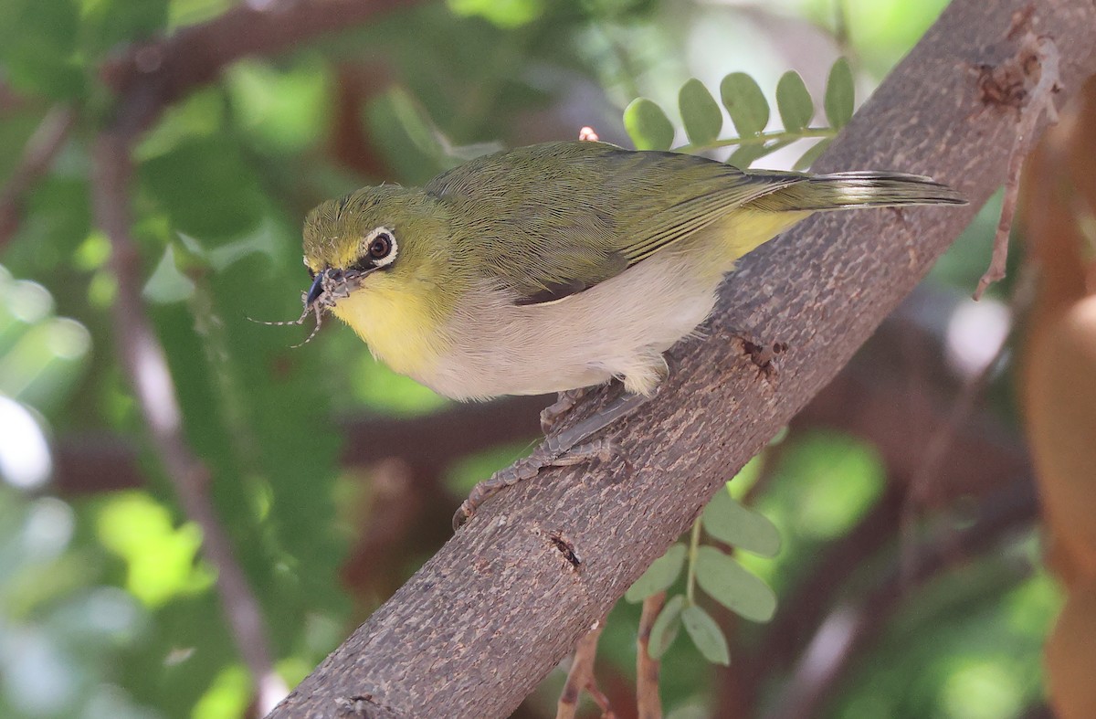 Socotra White-eye - ML432492671