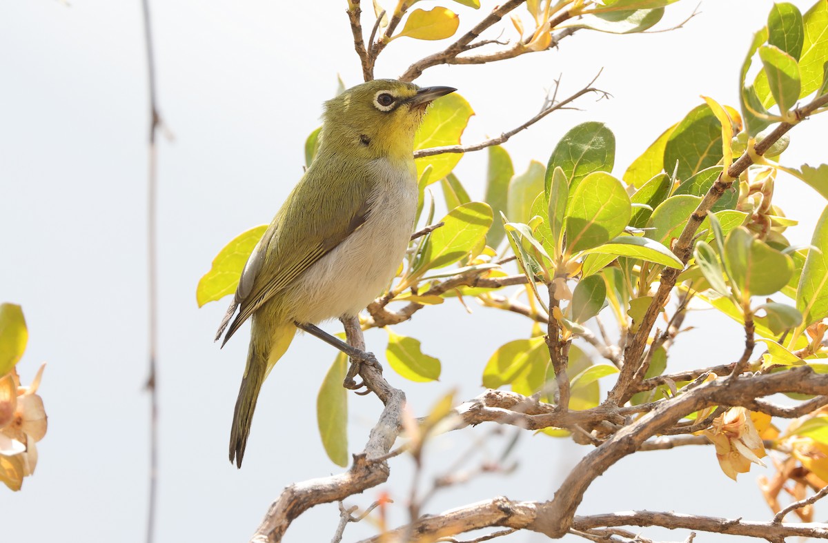 Zostérops de Socotra - ML432492681