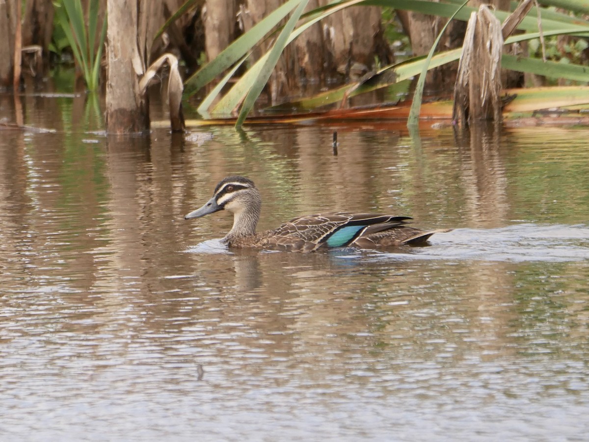 Pacific Black Duck - ML432493661