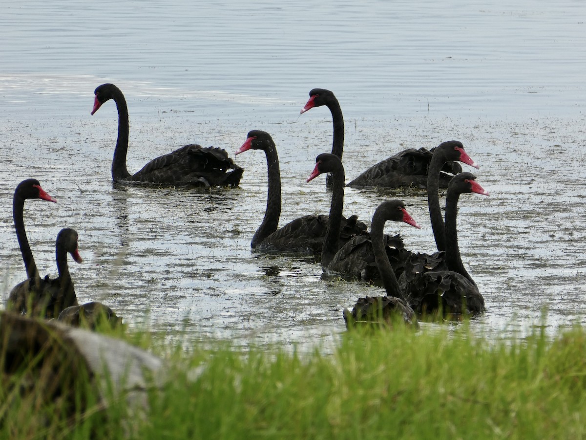 Cisne Negro - ML432493851