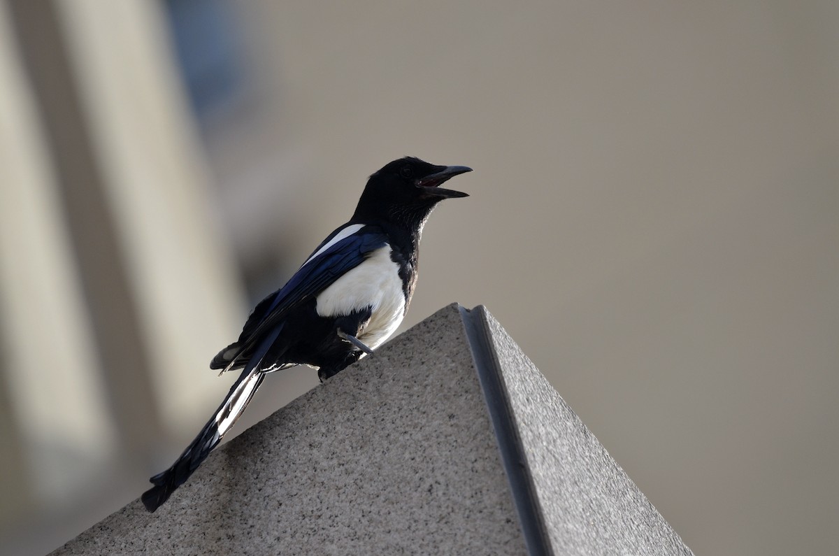 Oriental Magpie - ML432496061