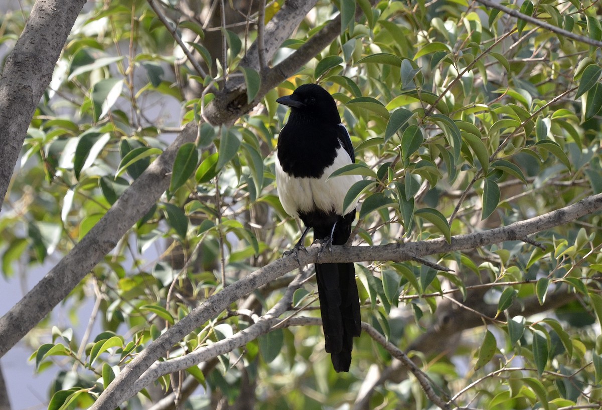 Oriental Magpie - ML432496331