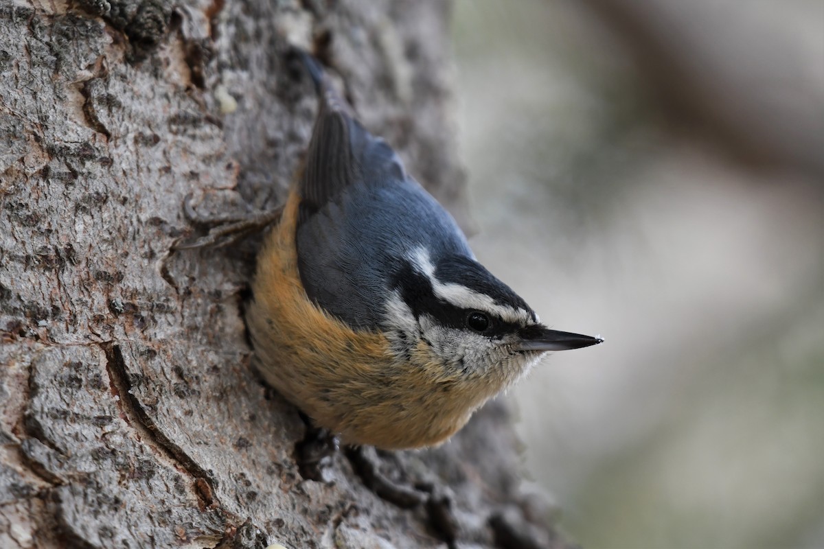 Red-breasted Nuthatch - ML432497371