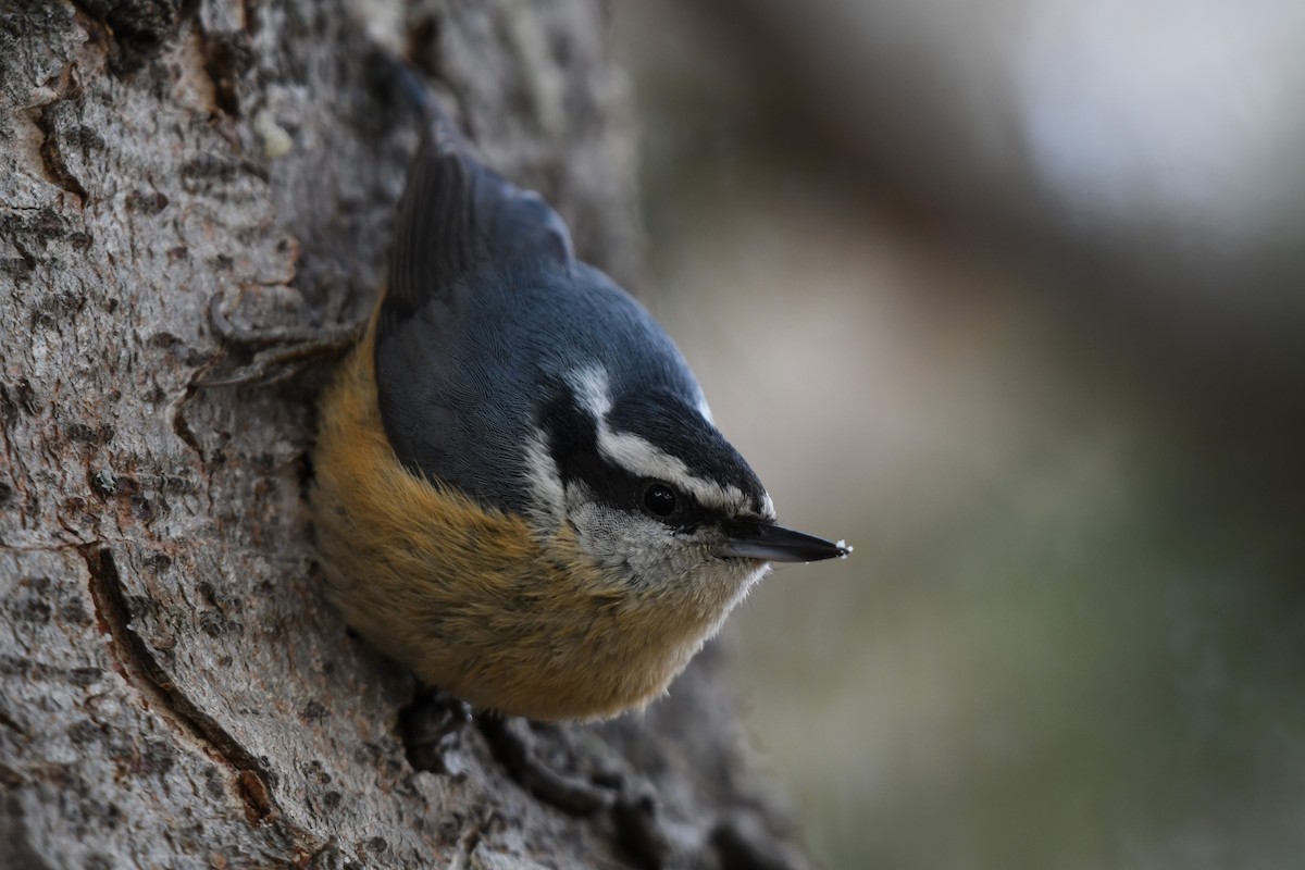 Red-breasted Nuthatch - ML432497421