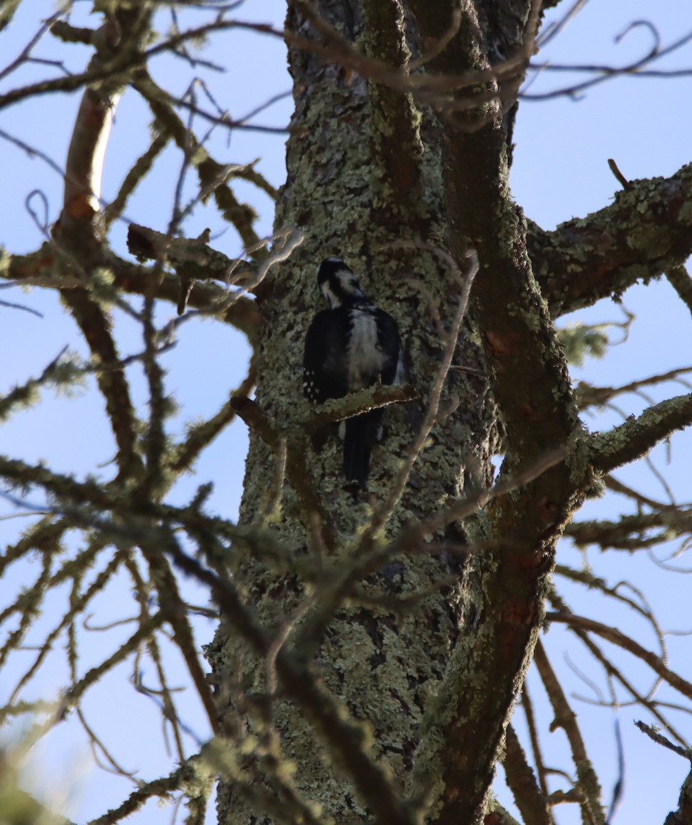 Hairy Woodpecker - ML432497501