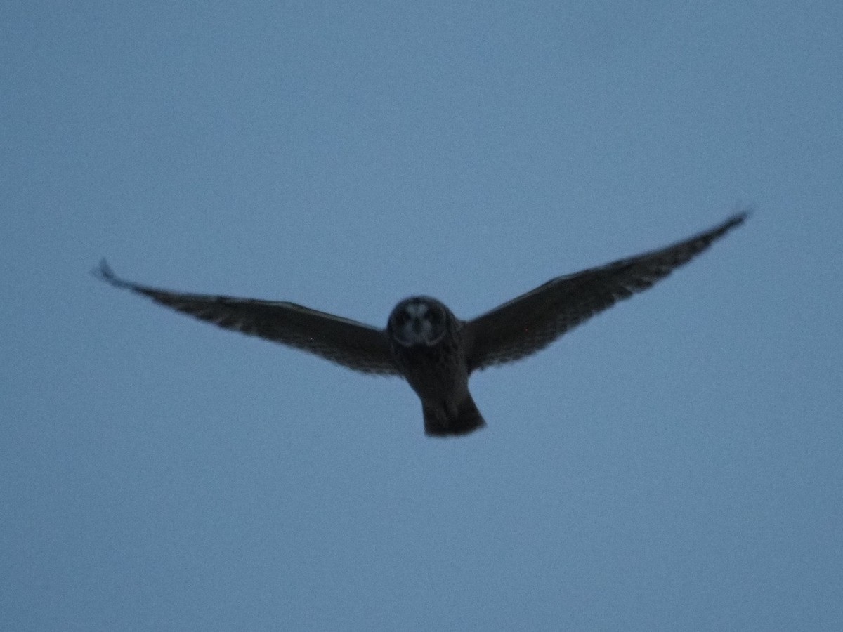 Short-eared Owl - ML432499281