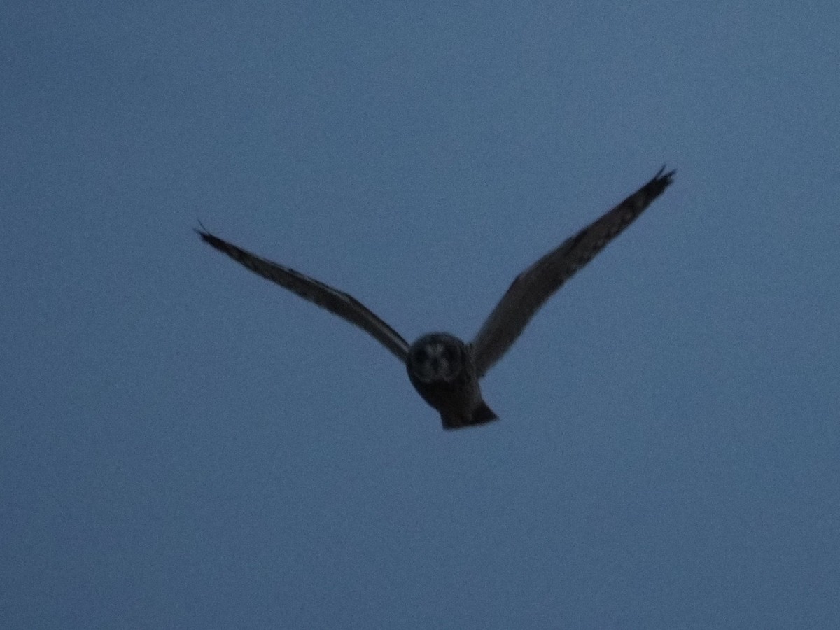 Short-eared Owl - Joshua Snodgrass