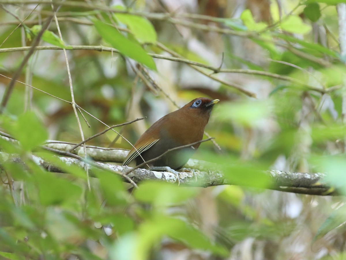 Rusty Laughingthrush - Anonymous