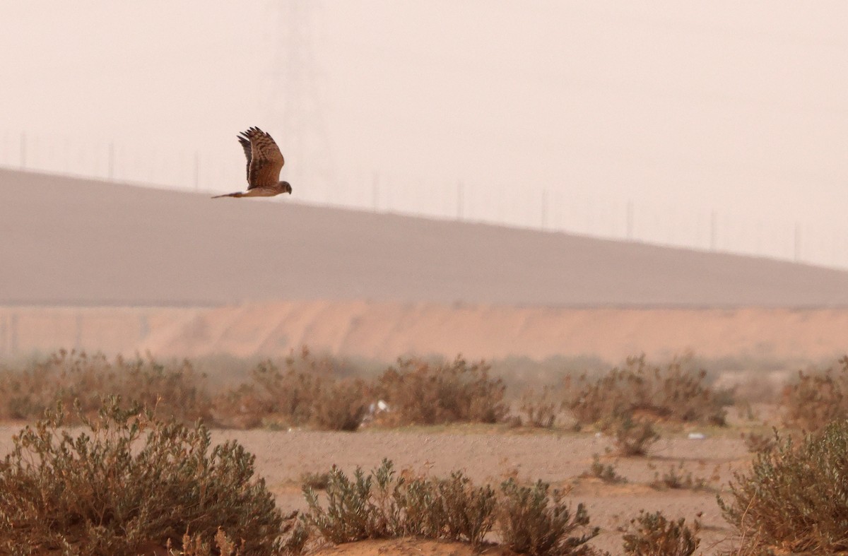 Hen Harrier - Robert Hutchinson