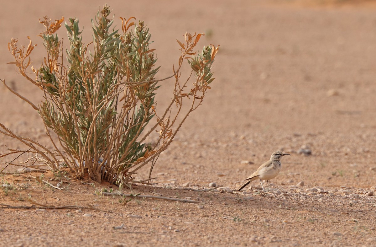 Greater Hoopoe-Lark - ML432501221