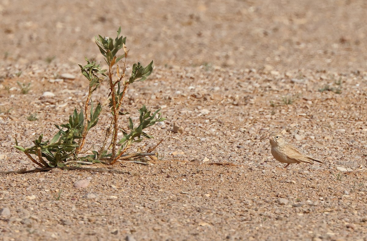 Arabian Lark - ML432501261