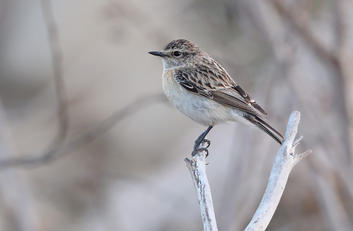 Siberian Stonechat - Robert Hutchinson