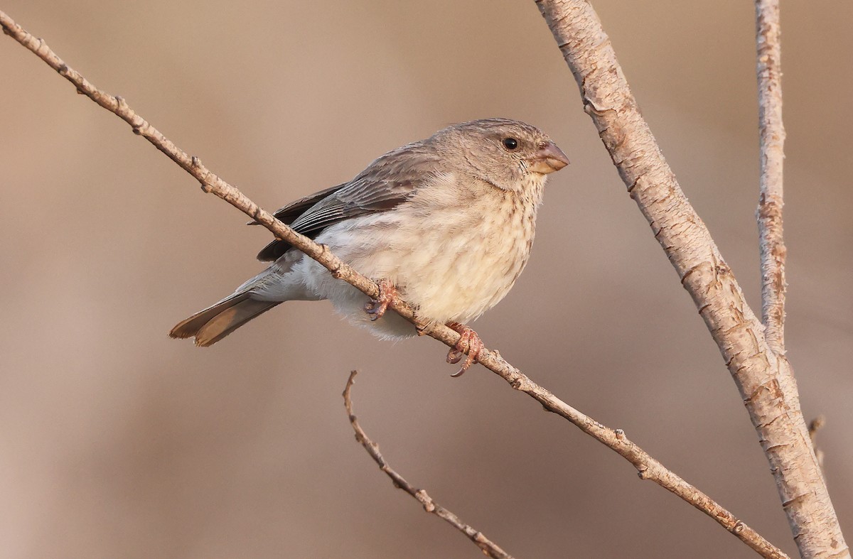 Olive-rumped Serin - Robert Hutchinson