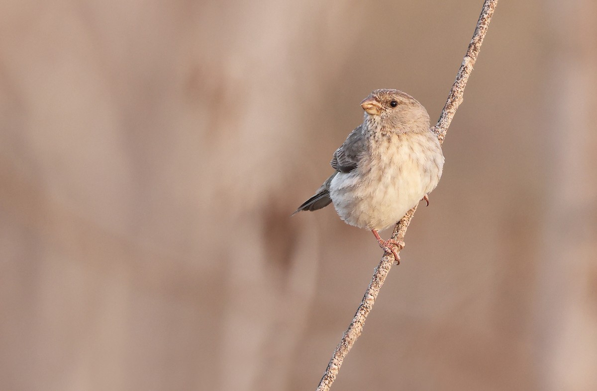 Serin d'Arabie - ML432501351