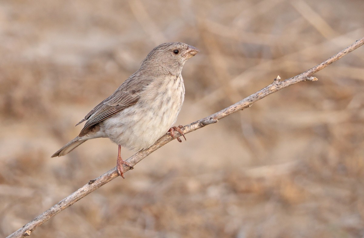 Olive-rumped Serin - ML432501371