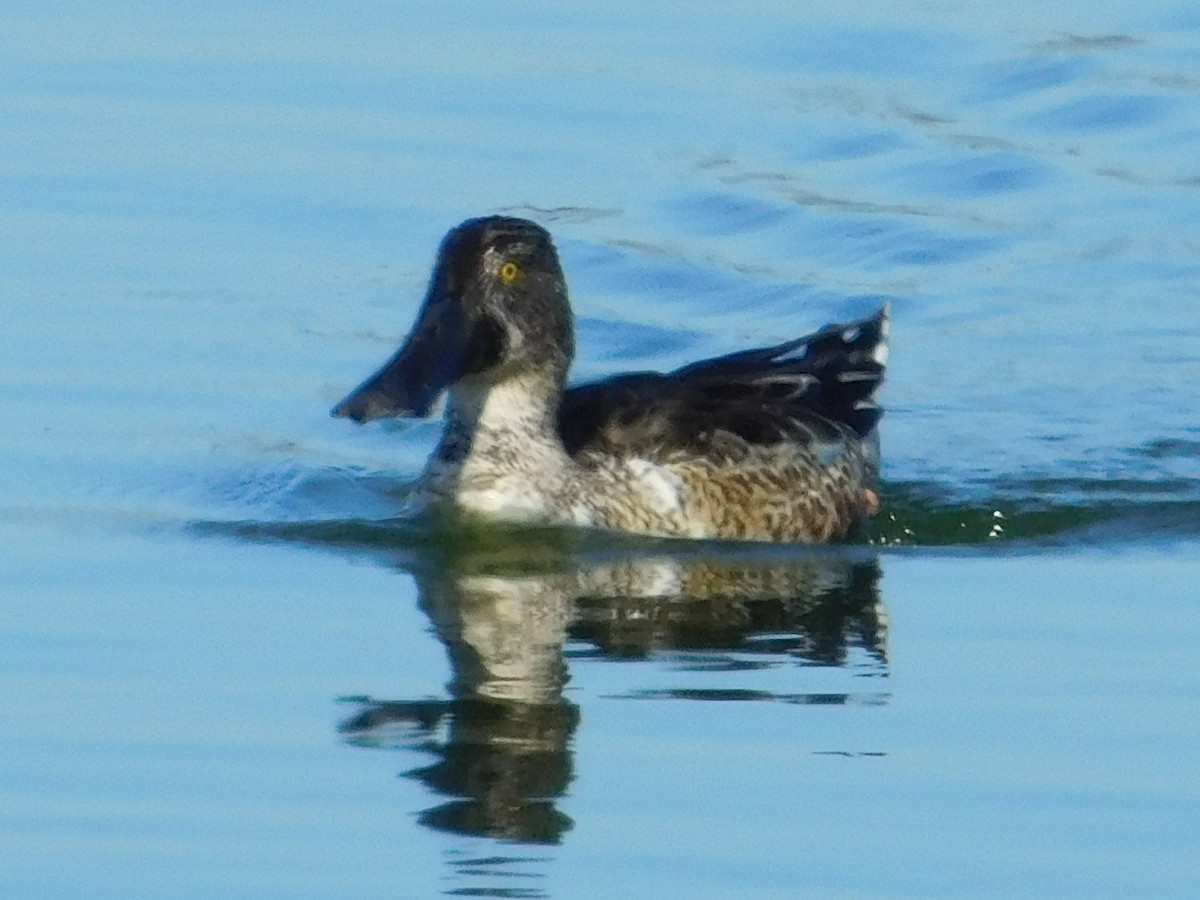 Northern Shoveler - ML43250361