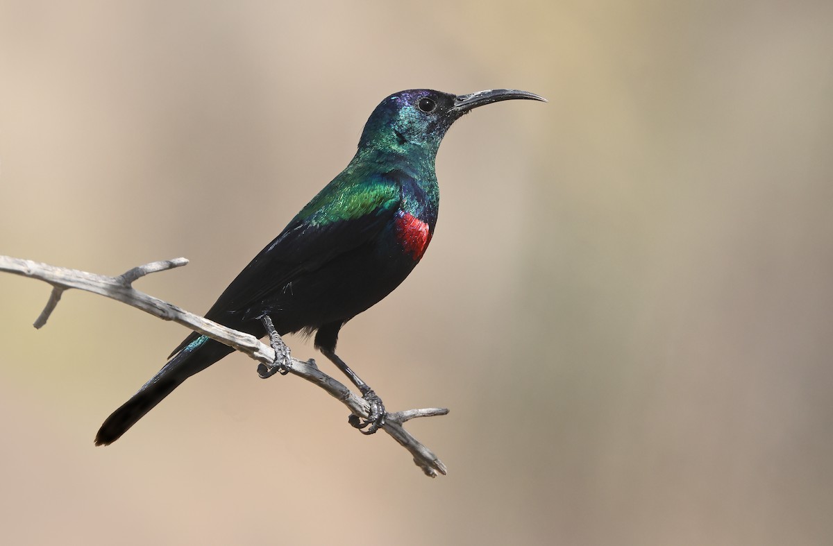 Arabian Sunbird - Robert Hutchinson