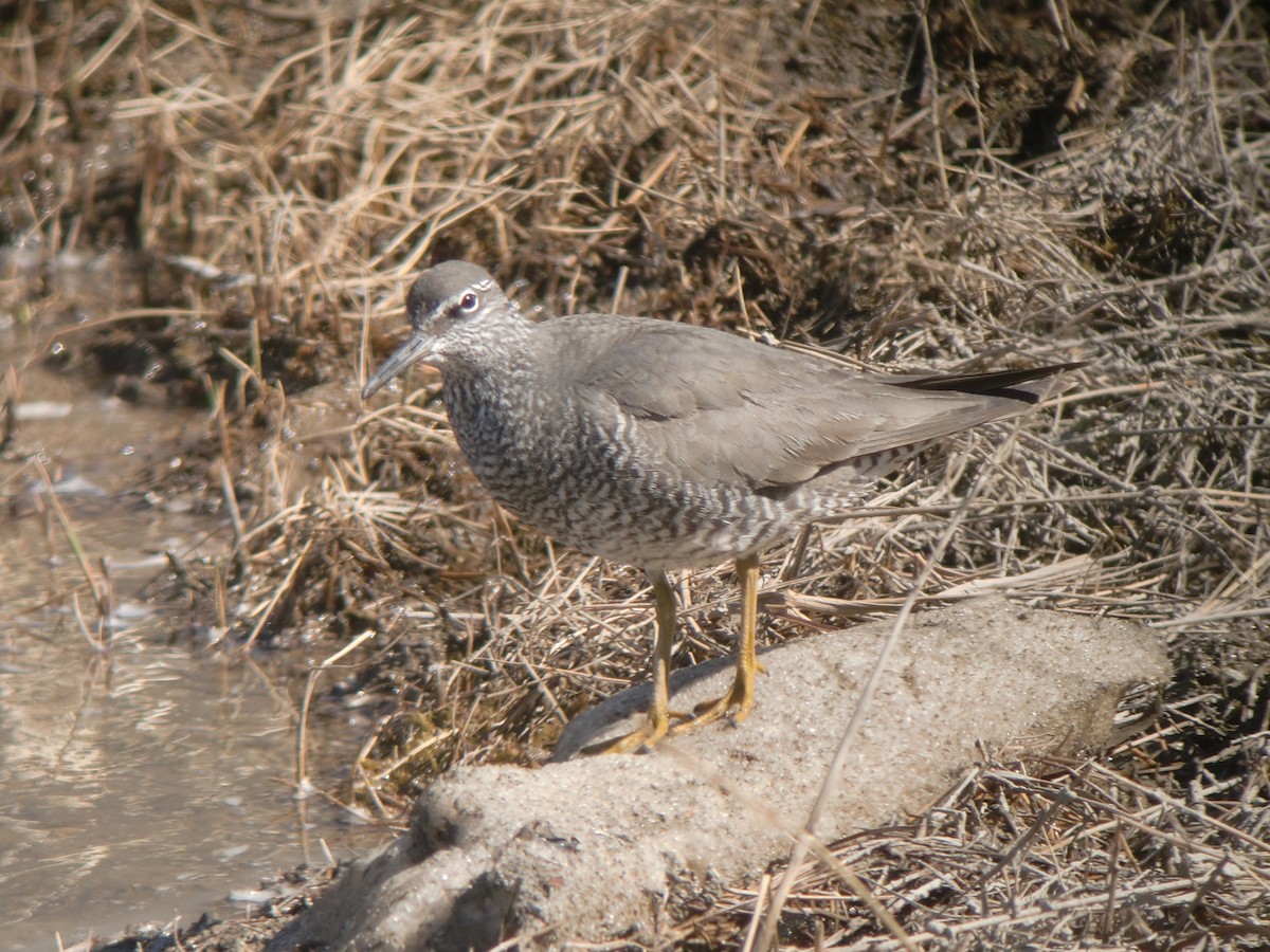 Wandering Tattler - ML432505421