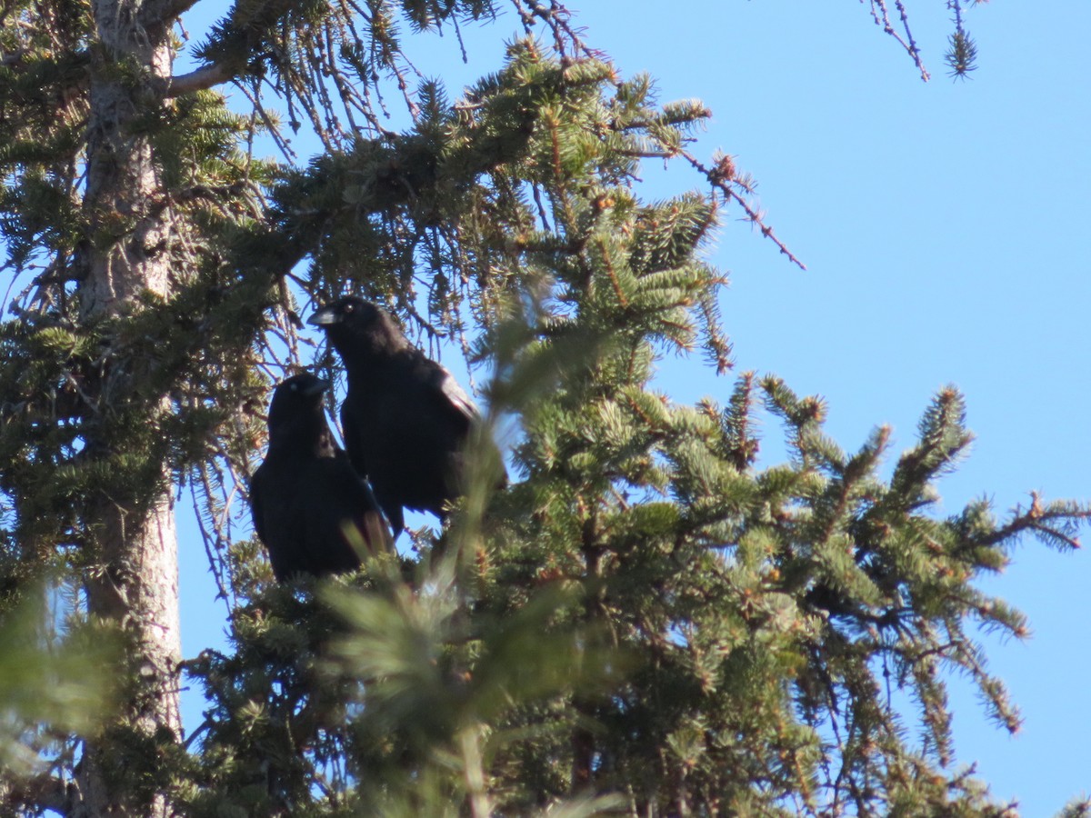 American Crow - ML432506061