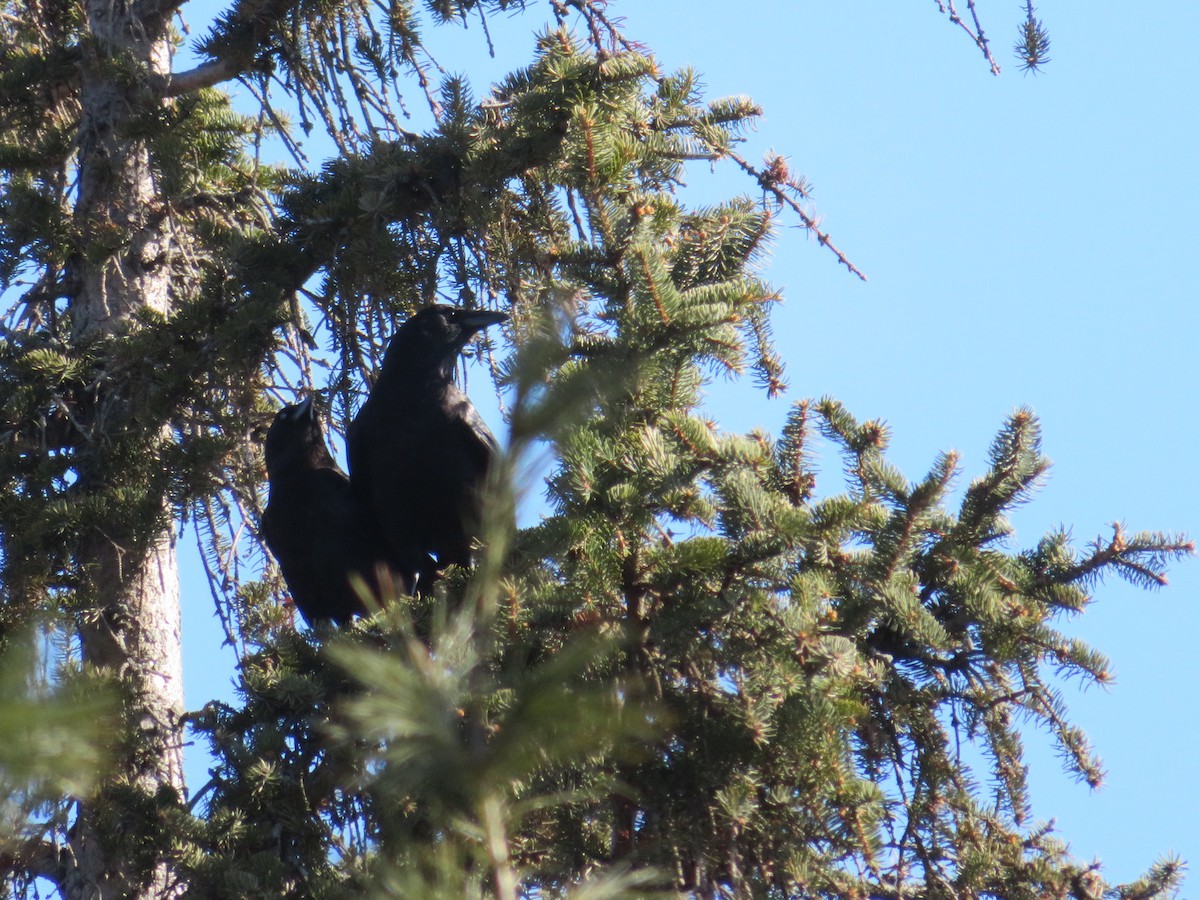 American Crow - ML432506071