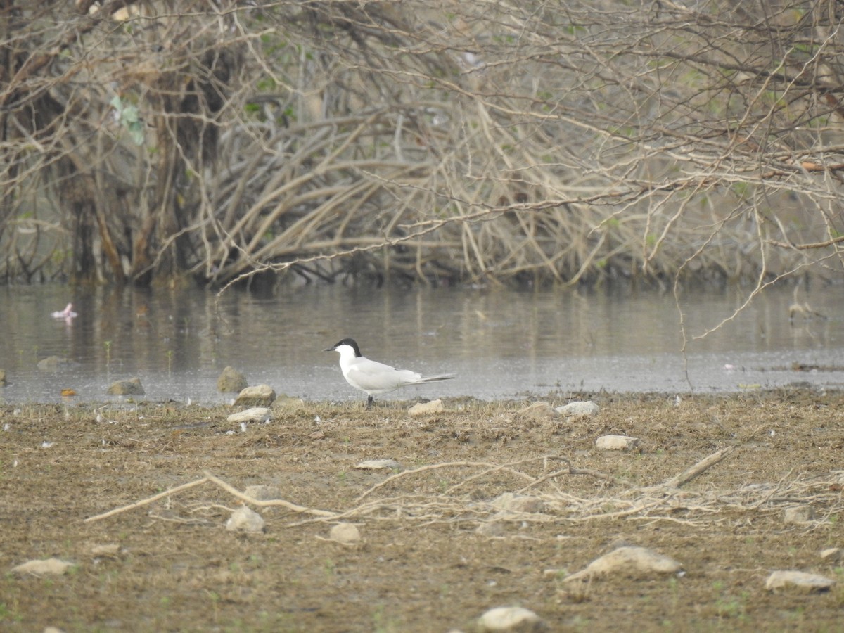 Gull-billed Tern - ML432507261