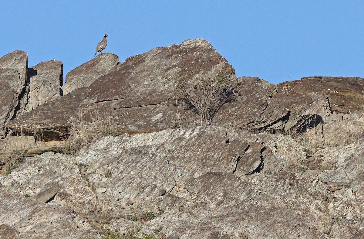 Philby's Partridge - ML432507821