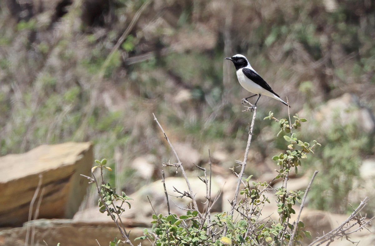 Eastern Black-eared Wheatear - ML432507861