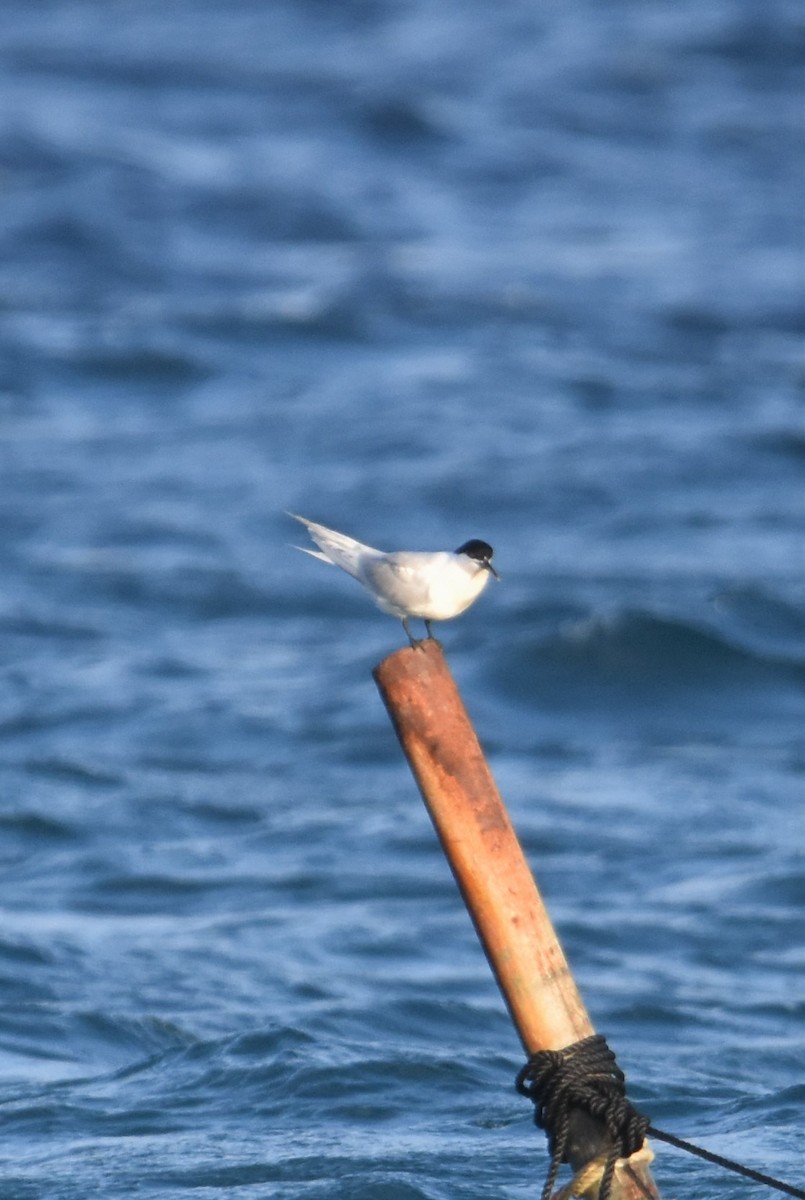 Sandwich Tern - ML432507921
