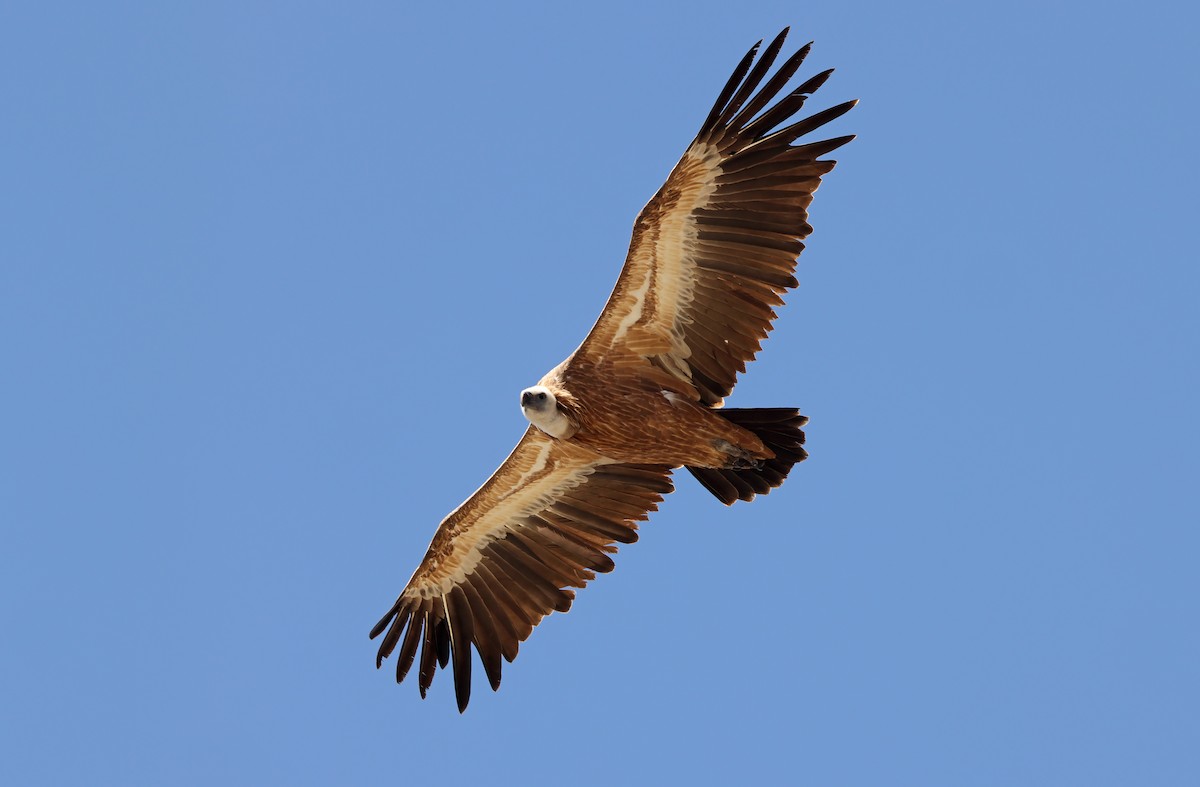 Eurasian Griffon - ML432508091