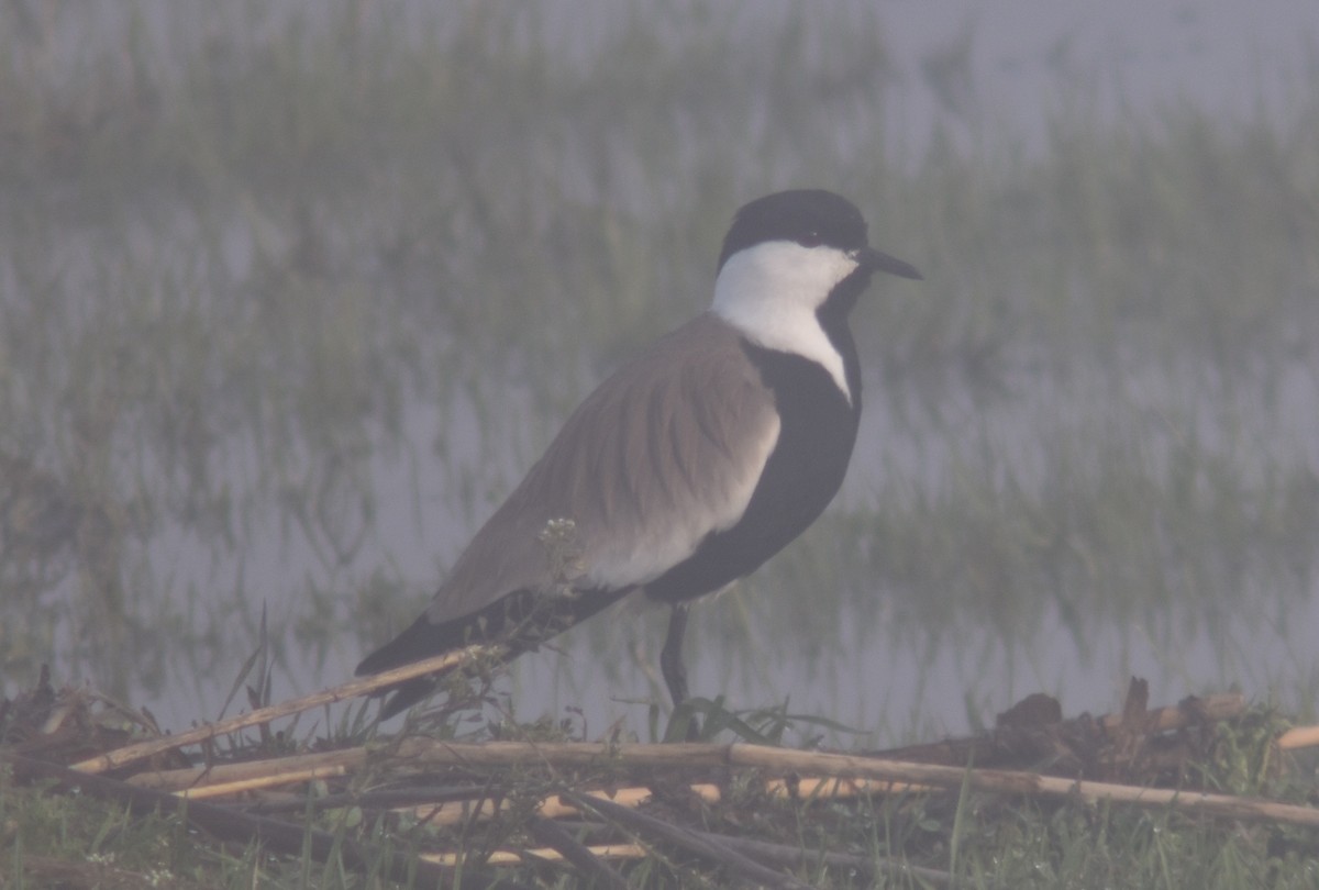 Spur-winged Lapwing - Metin Güzeliş