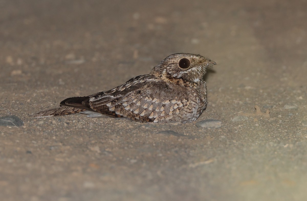 Nubian Nightjar - ML432511811