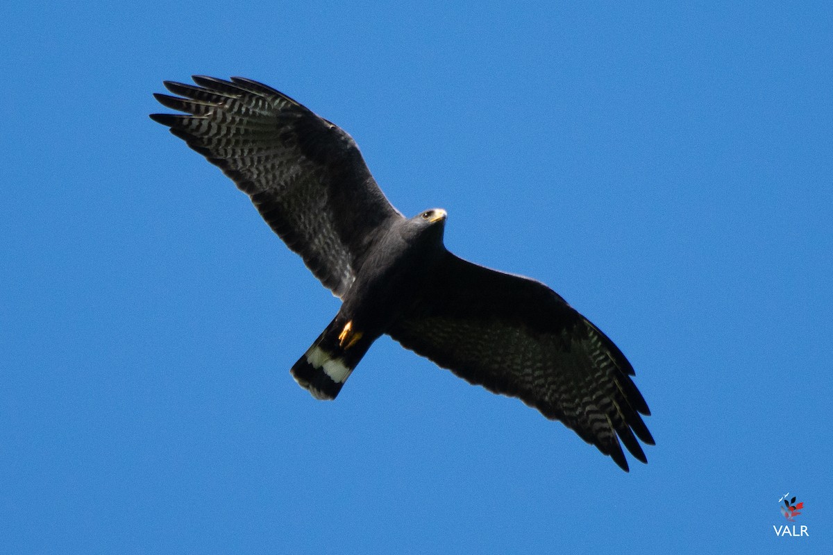 Rußbussard - ML432512001