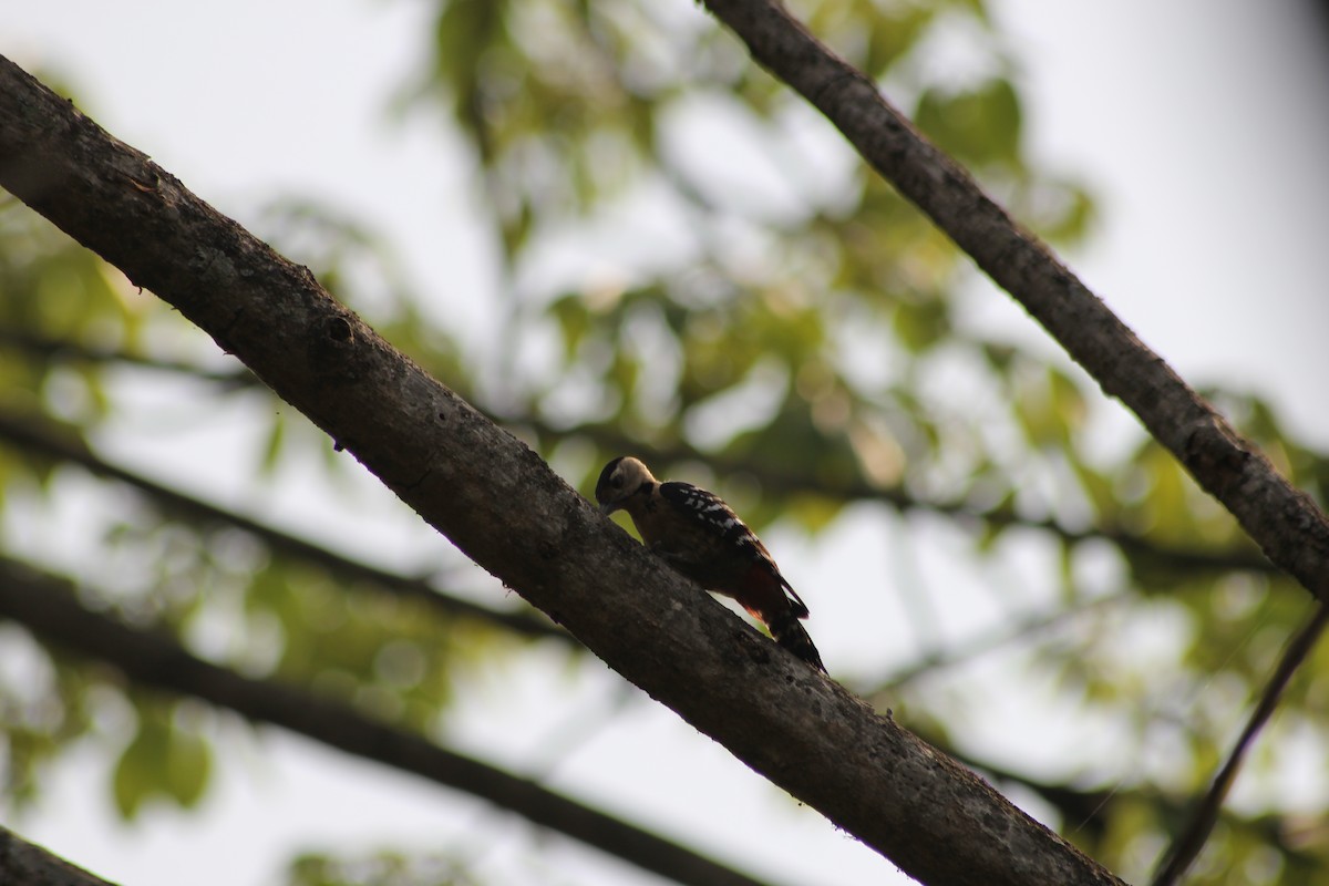 Fulvous-breasted Woodpecker - ML432512461