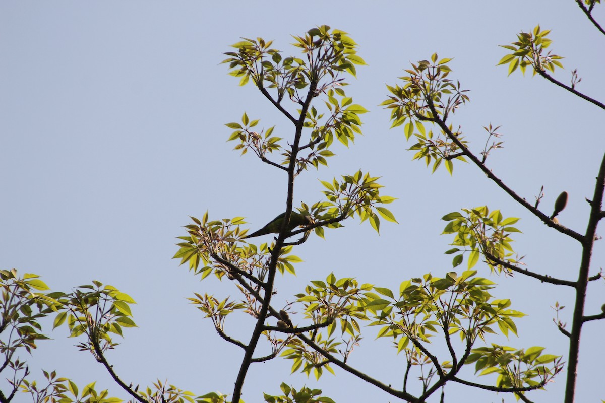 Plum-headed Parakeet - ML432512511