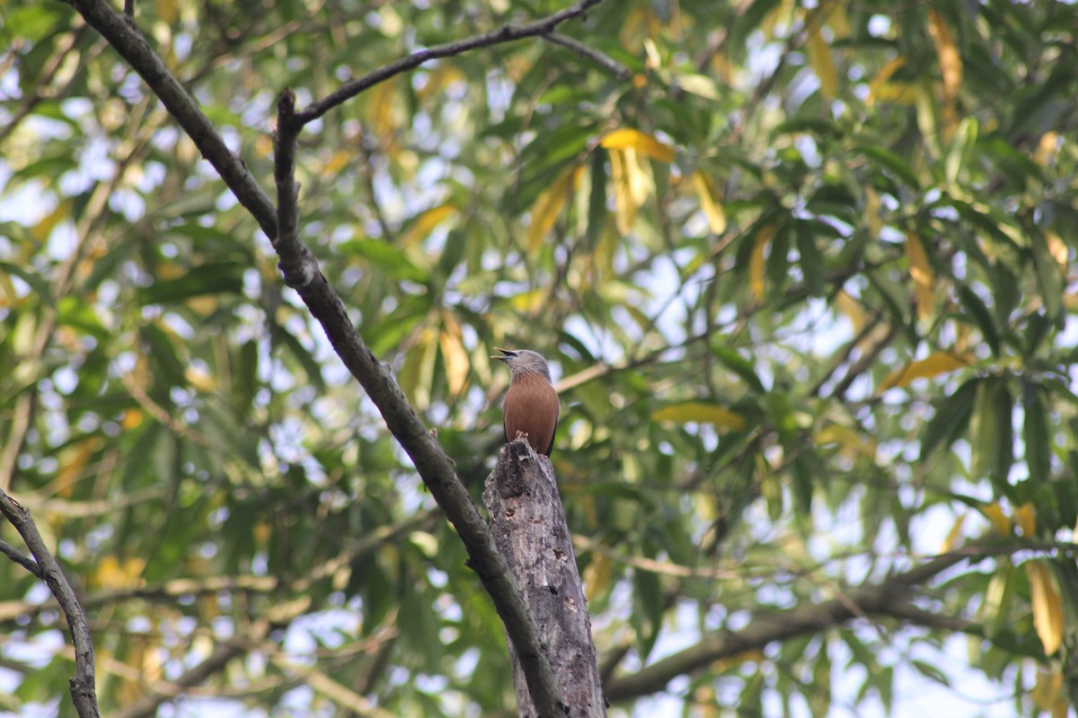 Chestnut-tailed Starling - ML432512781