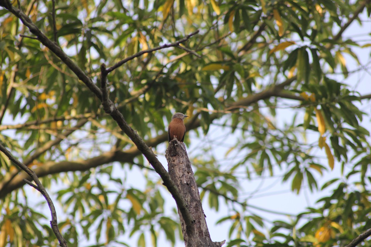 Chestnut-tailed Starling - ML432512791
