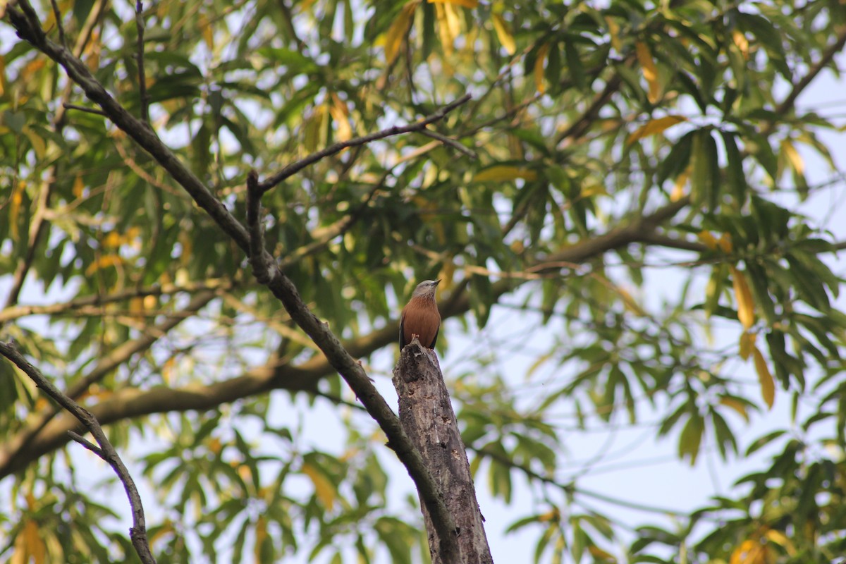Chestnut-tailed Starling - ML432512811