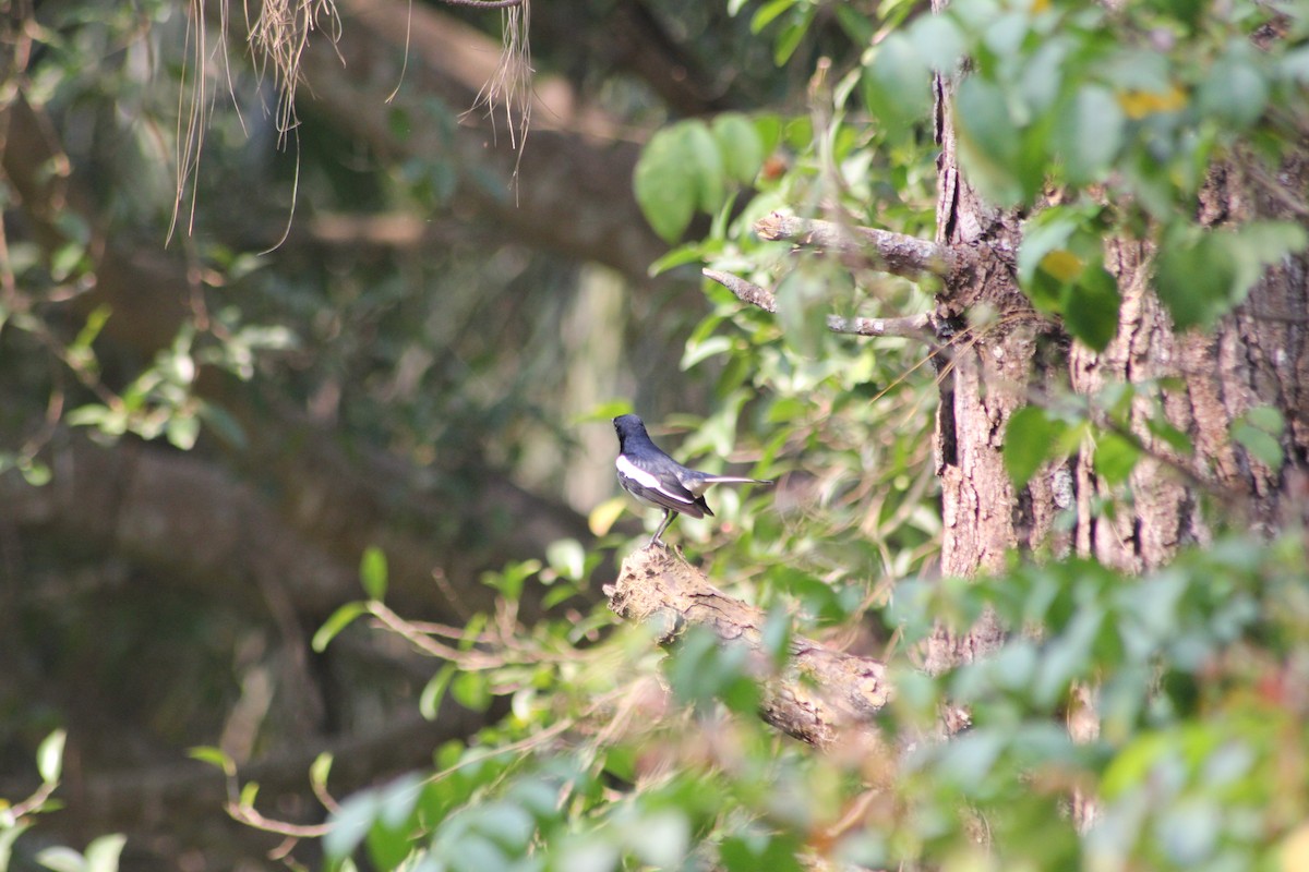 Oriental Magpie-Robin - ML432512881